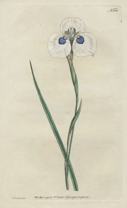 Framed Print : Peacock iris, Moraea aristata Framed Print : Peacock iris, Moraea aristata
