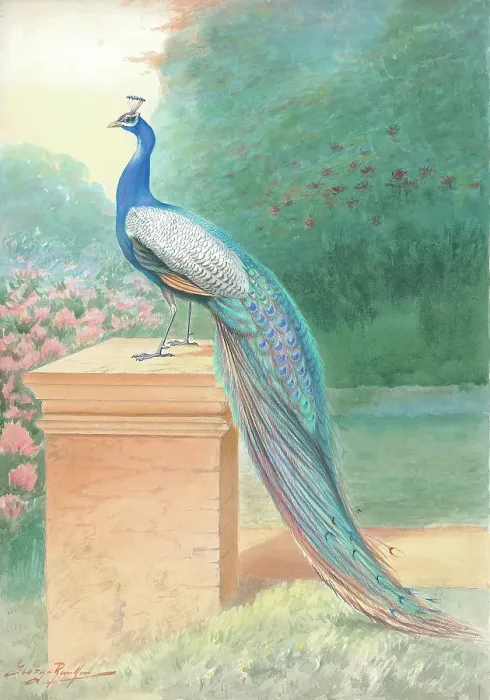 Framed Print : Peacock (male) Framed Print : Peacock (male)