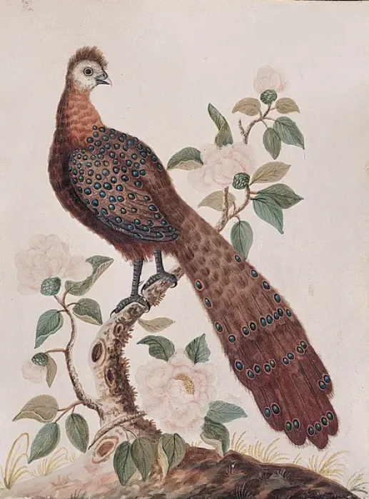 Framed Print : The Peacock Pheasant from China Framed Print : The Peacock Pheasant from China