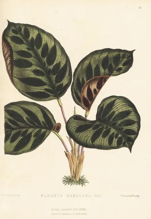 Framed Print : Peacock plant, Calathea makoyana Framed Print : Peacock plant, Calathea makoyana