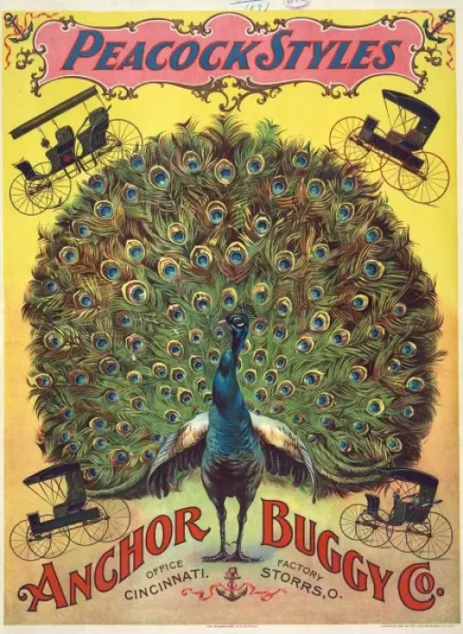 Framed Print : Peacock styles. Anchor Buggy Co Framed Print : Peacock styles. Anchor Buggy Co