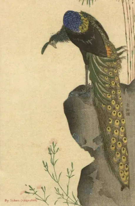 Framed Print : Peacock Trailing Framed Print : Peacock Trailing
