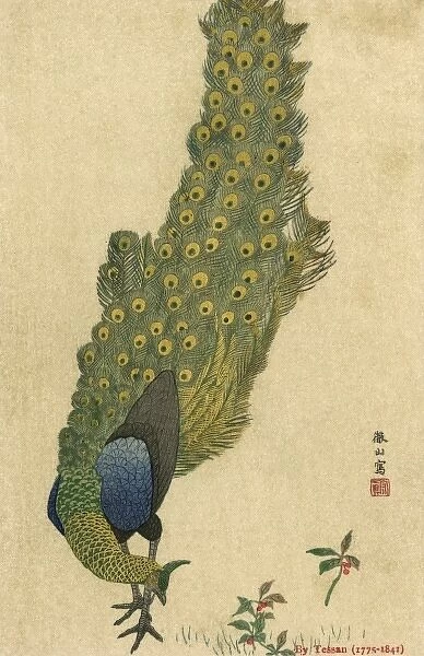 Peacock Trailing