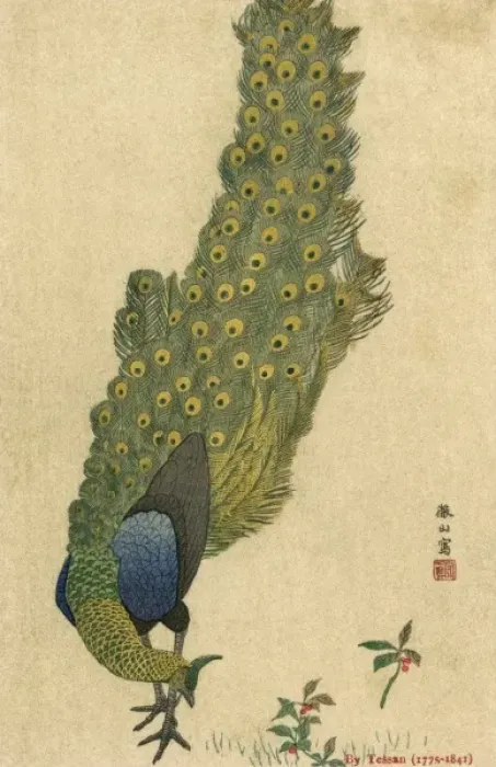 Framed Print : Peacock Trailing Framed Print : Peacock Trailing