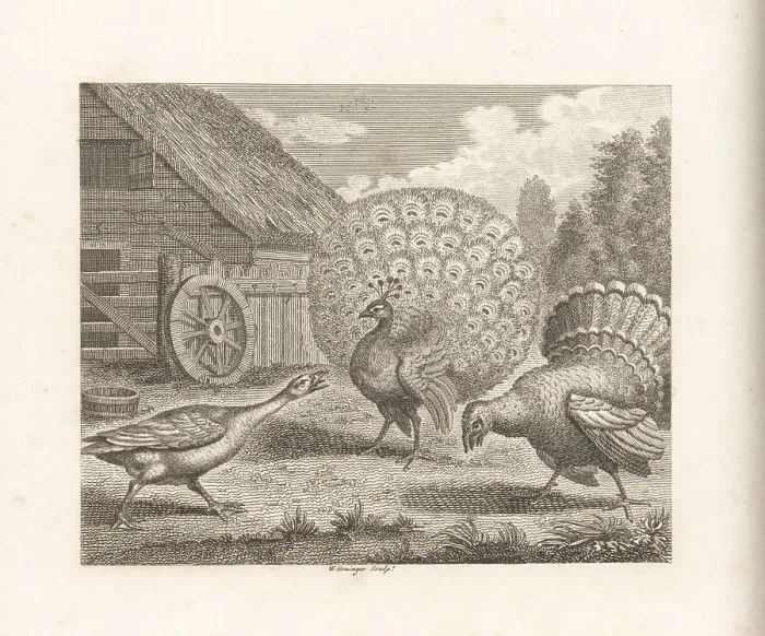 Framed Print : The Peacock, the Turkey and the Goose Framed Print : The Peacock, the Turkey and the Goose