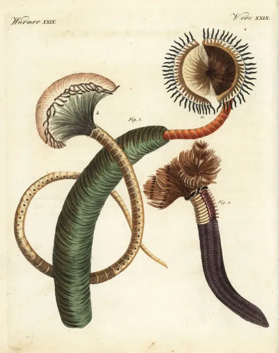 Framed Print : Peacock worm, Sabella pavonina, and feather Framed Print : Peacock worm, Sabella pavonina, and feather