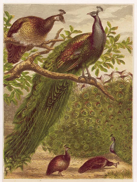 Peacocks and Peahens
