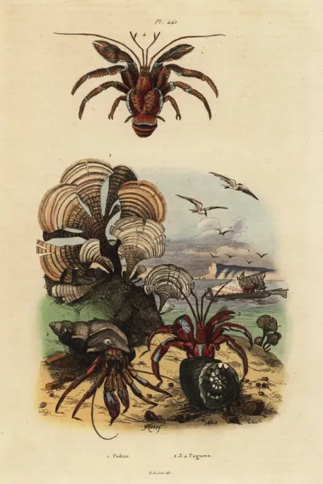 Framed Print : Peacocks tail algae and hermit crabs Framed Print : Peacocks tail algae and hermit crabs