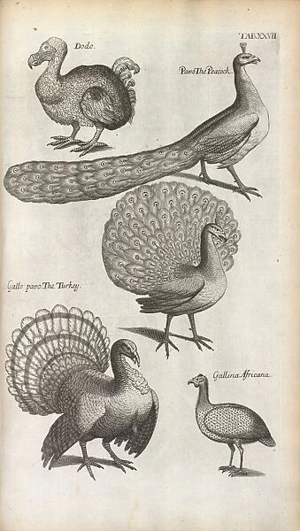 Peacocks, Turkeys and a Dodo