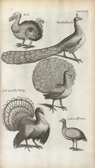 Framed Print : Peacocks, Turkeys and a Dodo Framed Print : Peacocks, Turkeys and a Dodo