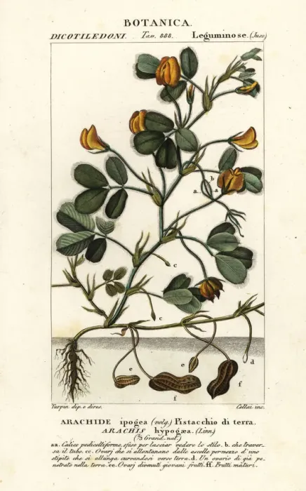 Framed Print : Peanut or groundnut, Arachis hypogaea Framed Print : Peanut or groundnut, Arachis hypogaea