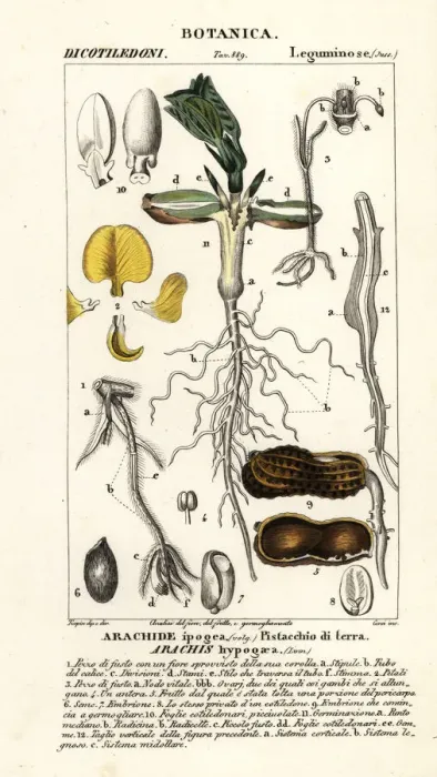 Framed Print : Peanut or groundnut, Arachis hypogaea Framed Print : Peanut or groundnut, Arachis hypogaea