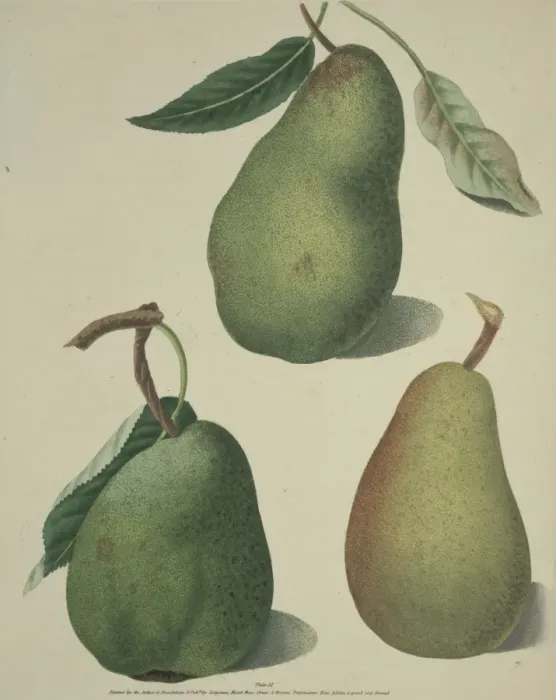 Framed Print : The Pear. The upper pear shown here is the Saint German, on the left is the Comar Framed Print : The Pear. The upper pear shown here is the Saint German, on the left is the Comar
