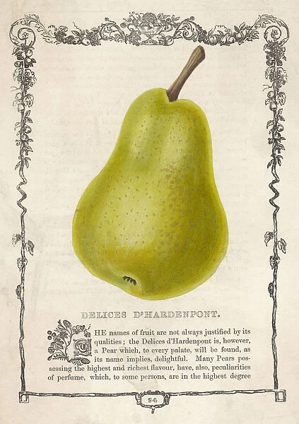 Pear  /  Delices D hardenpon