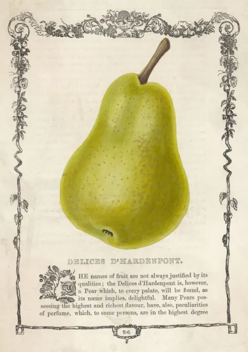 Framed Print : Pear / Delices D hardenpon Framed Print : Pear / Delices D hardenpon