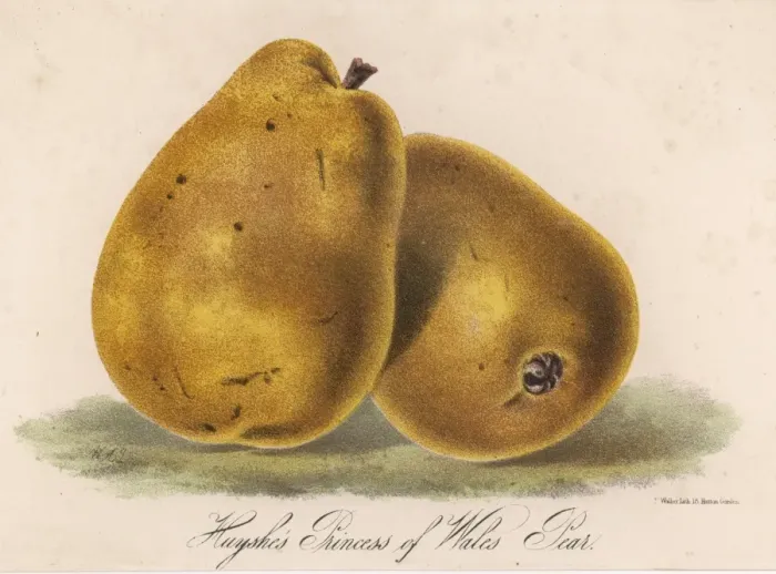 Framed Print : Pear / Princess of Wales Framed Print : Pear / Princess of Wales