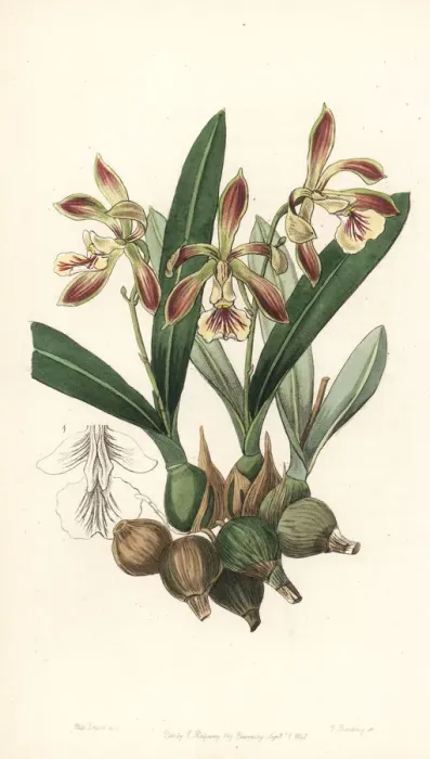 Framed Print : Pear-shaped encyclia orchid, Encyclia pyriformis