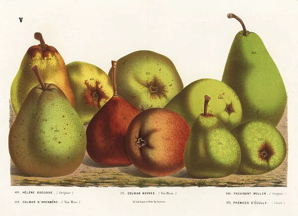 Pear varieties