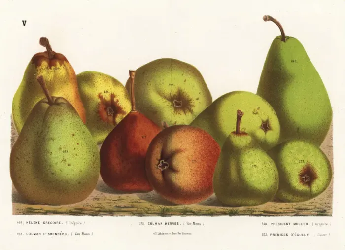 Framed Print : Pear varieties Framed Print : Pear varieties