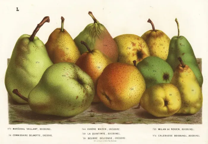 Framed Print : Pear varieties Framed Print : Pear varieties