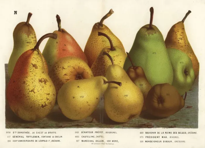 Framed Print : Pear varieties Framed Print : Pear varieties