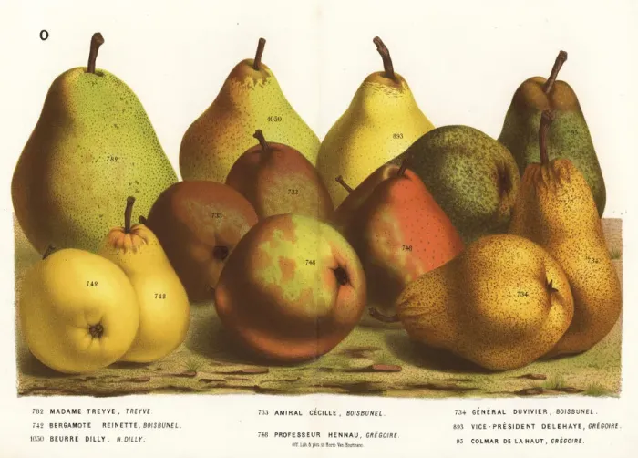 Framed Print : Pear varieties Framed Print : Pear varieties