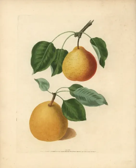 Framed Print : Pear varieties, Pyrus communis Framed Print : Pear varieties, Pyrus communis