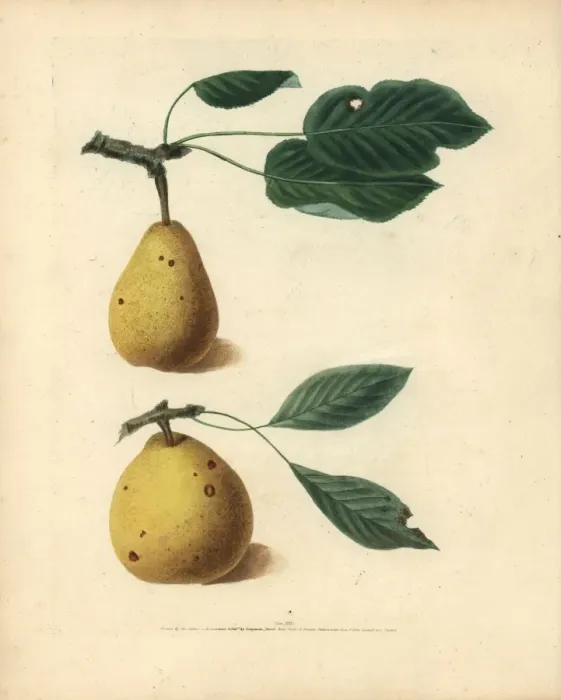 Framed Print : Pear varieties, Pyrus communis Framed Print : Pear varieties, Pyrus communis