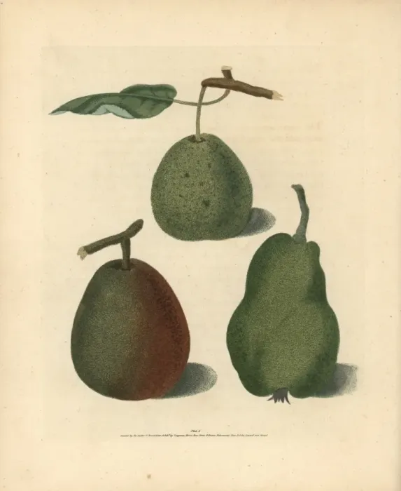 Framed Print : Pear varieties, Pyrus communis Framed Print : Pear varieties, Pyrus communis