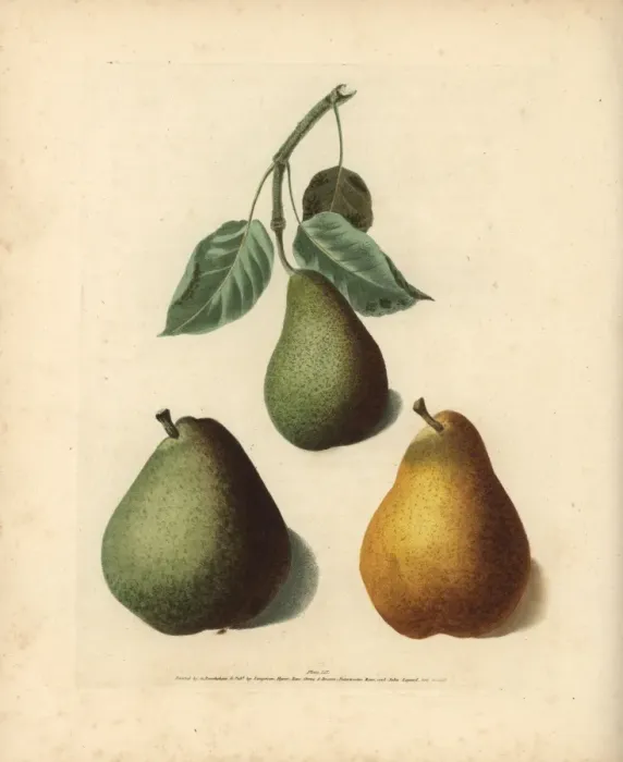 Framed Print : Pear varieties, Pyrus communis Framed Print : Pear varieties, Pyrus communis