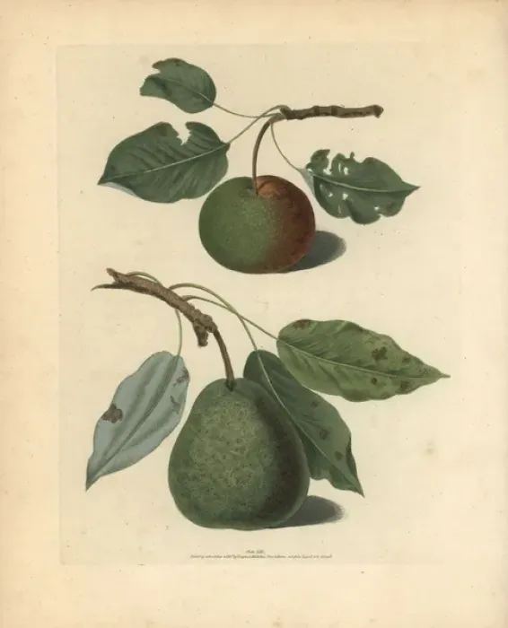 Framed Print : Pear varieties, Pyrus communis Framed Print : Pear varieties, Pyrus communis