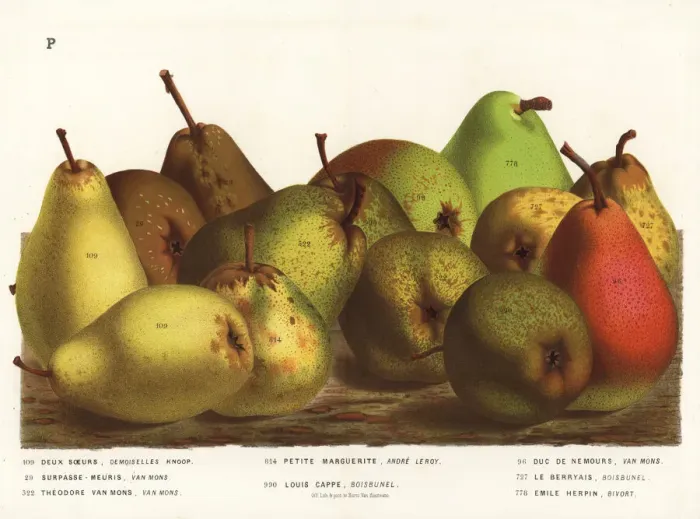 Framed Print : Pear varieties, Pyrus communis Framed Print : Pear varieties, Pyrus communis