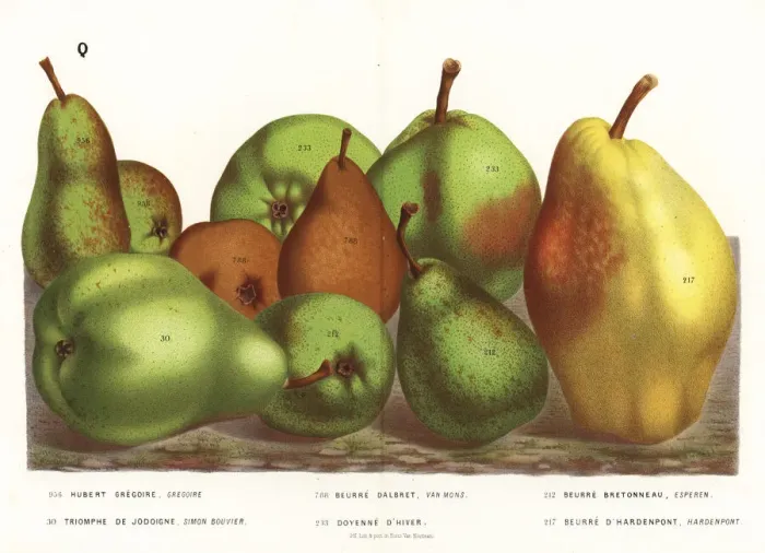 Framed Print : Pear varieties, Pyrus communis Framed Print : Pear varieties, Pyrus communis