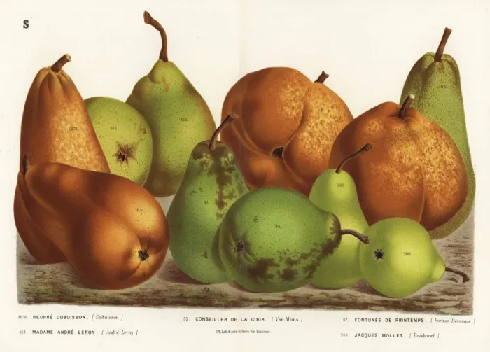 Framed Print : Pear varieties, Pyrus communis Framed Print : Pear varieties, Pyrus communis