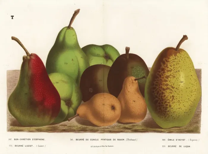 Framed Print : Pear varieties, Pyrus communis Framed Print : Pear varieties, Pyrus communis