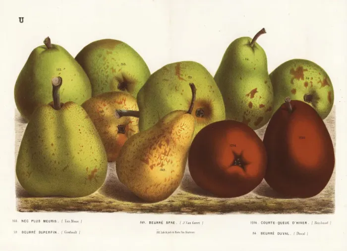 Framed Print : Pear varieties, Pyrus communis Framed Print : Pear varieties, Pyrus communis