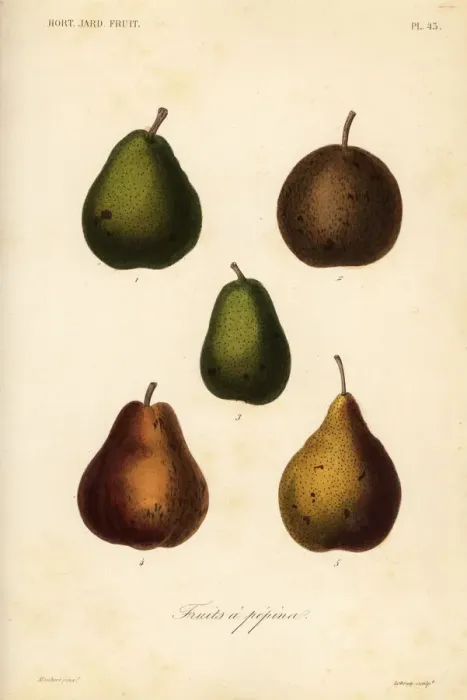 Framed Print : Pear varieties, Pyrus communis Framed Print : Pear varieties, Pyrus communis