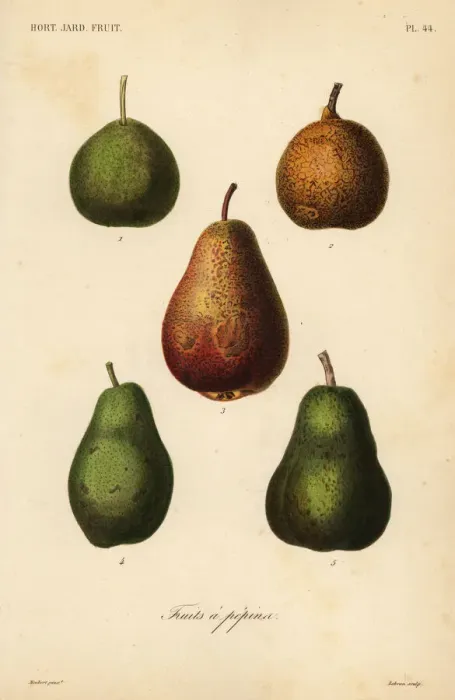 Framed Print : Pear varieties, Pyrus communis Framed Print : Pear varieties, Pyrus communis