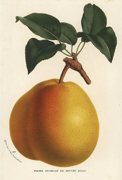 Pear variety, Duchesse de Mouchy, Pyrus communis