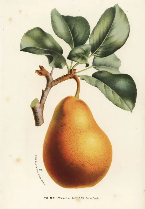 Framed Print : Pear variety, Jules d Airoles, Pyrus communis Framed Print : Pear variety, Jules d Airoles, Pyrus communis