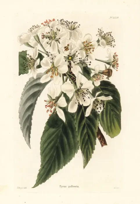 Framed Print : Pear variety named for Baron Pollwill, Pyrus pollveria Framed Print : Pear variety named for Baron Pollwill, Pyrus pollveria