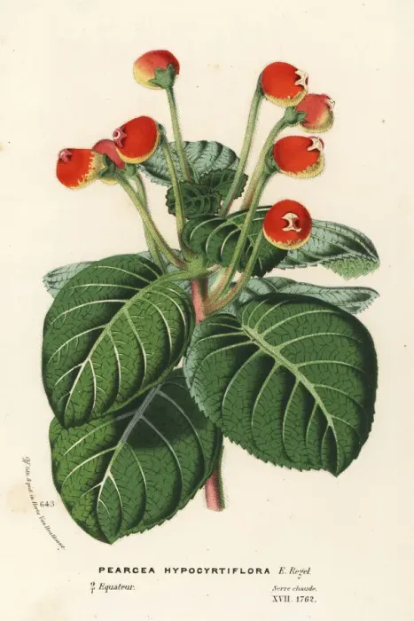 Framed Print : Pearcea hypocyrtiflora. Near threatened Framed Print : Pearcea hypocyrtiflora. Near threatened