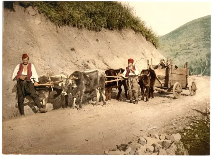 Framed Print : Peasant wagon, Bosnia, Austro-Hungary Framed Print : Peasant wagon, Bosnia, Austro-Hungary