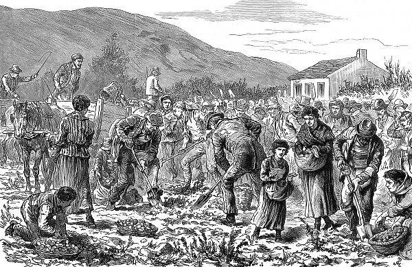 Peasants seizing potato crop, Ireland