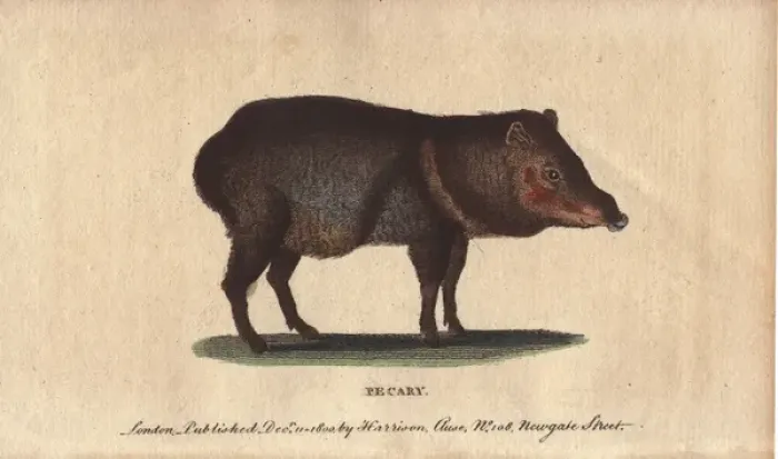 Framed Print : Pecary or collared peccary, Tayassu tajacu Framed Print : Pecary or collared peccary, Tayassu tajacu