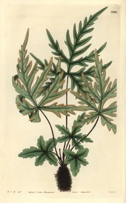 Framed Print : Pedate-leaved brake fern, Pteris pedata or Framed Print : Pedate-leaved brake fern, Pteris pedata or