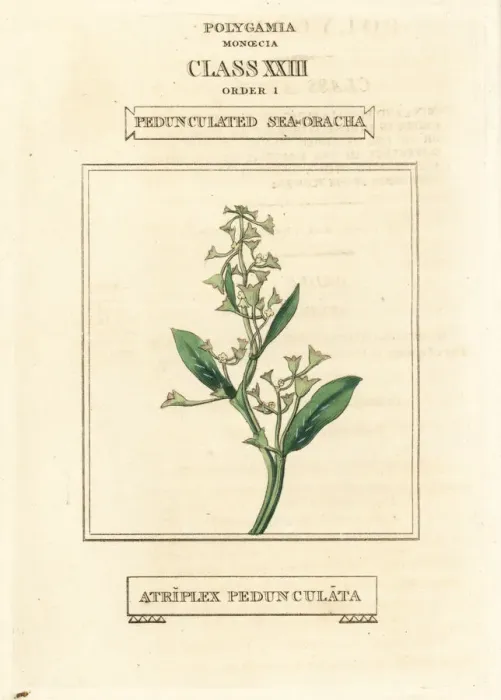 Framed Print : Pedunculate sea-purslane, Atriplex pedunculata Framed Print : Pedunculate sea-purslane, Atriplex pedunculata