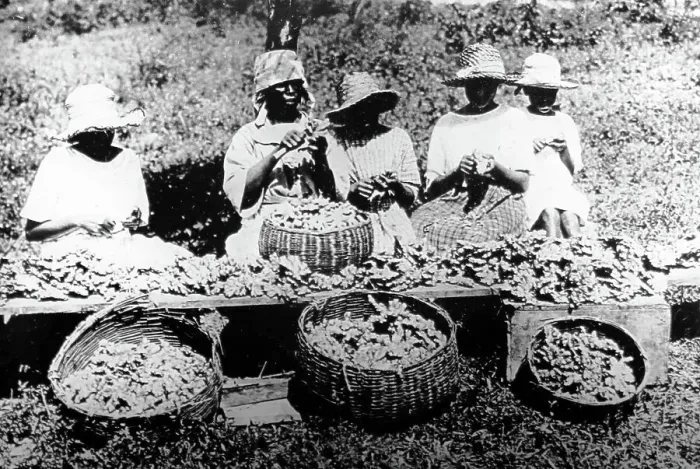 Framed Print : Peeling ginger Manchester Jamaica early 1900s Framed Print : Peeling ginger Manchester Jamaica early 1900s