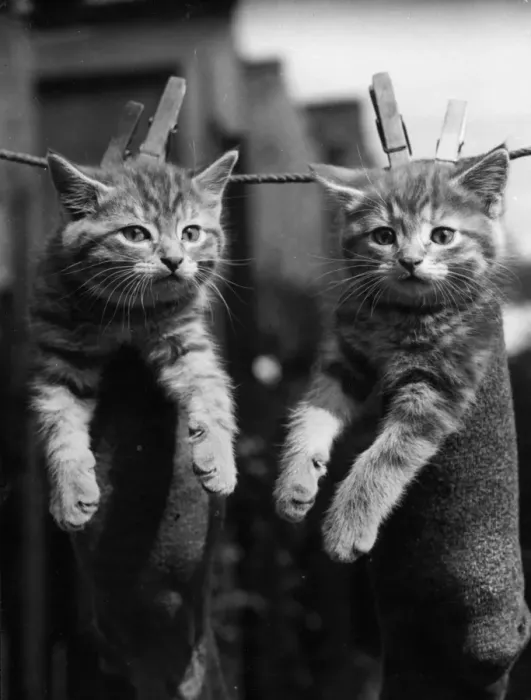 Framed Print : Pegged Kittens Framed Print : Pegged Kittens