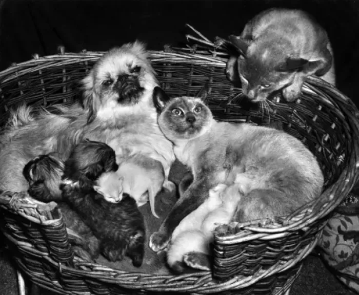 Framed Print : Peke and Siamese Framed Print : Peke and Siamese